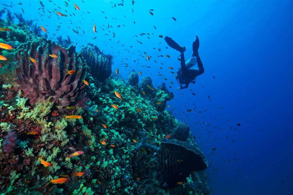 Andamanské ostrovy sú obklopené koralovými útesmi, ktoré vytvárajú ideálne podmienky na šnorchlovanie a potápanie v Indickom oceáne