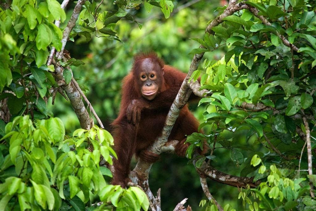 Jeden z najinteligentnejších primátov vo svojom prirodzenom prostredí na ostrove Borneo