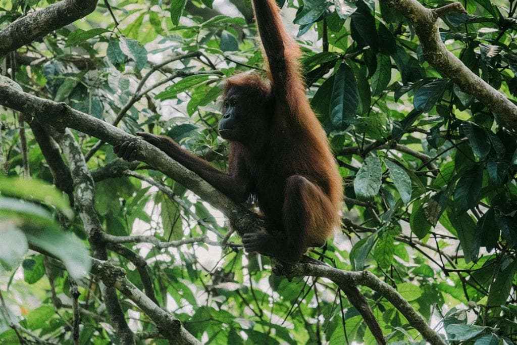 Naučime sa rozpoznávať samce orangutánov od samičiek podľa tváre