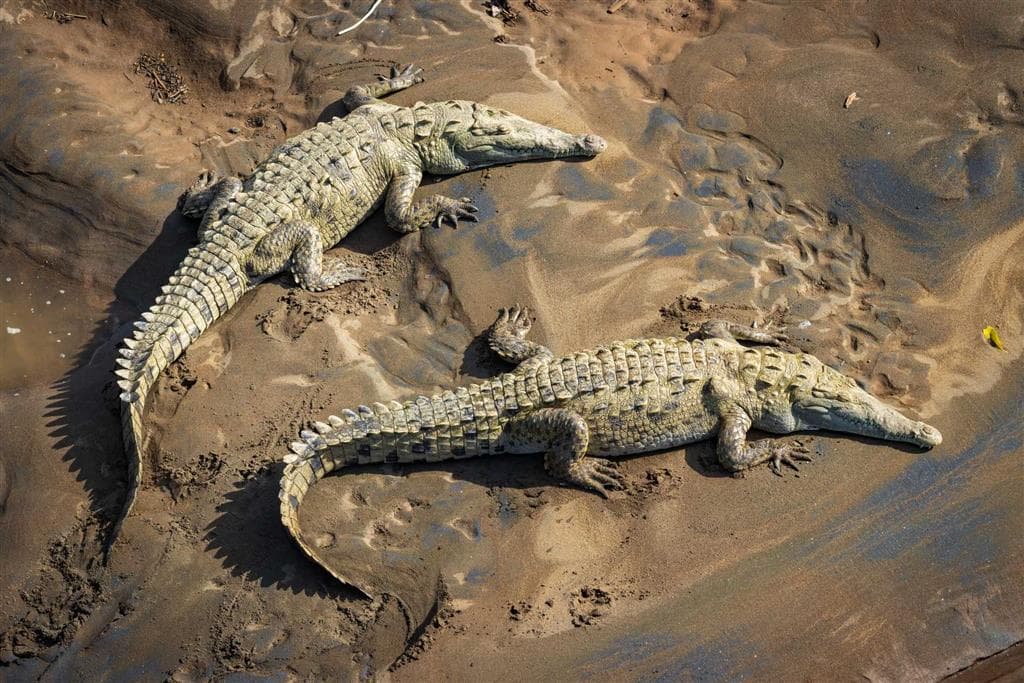 V chránenej oblasti Tortuguero žijú krokodíly, kajmany, opice, tukany a aj desiatky ďalších druhov