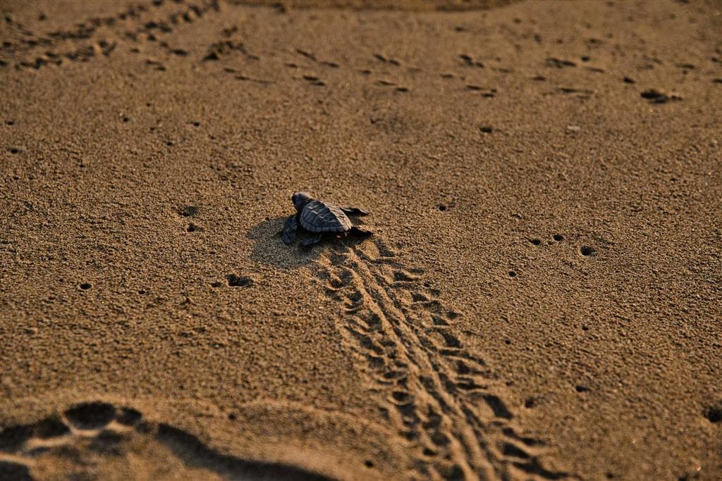 Tortuguero znamená v preklade krajina korytnačiek, pretože sem každoročne prichádzajú tisíce morských korytnačiek hniezdiť