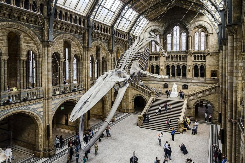 Natural History Museum (Prírodovedné múzeum) v Londýne ukrýva viac ako 80 miliónov exponátov, od dinosaurých kostier až po meteority