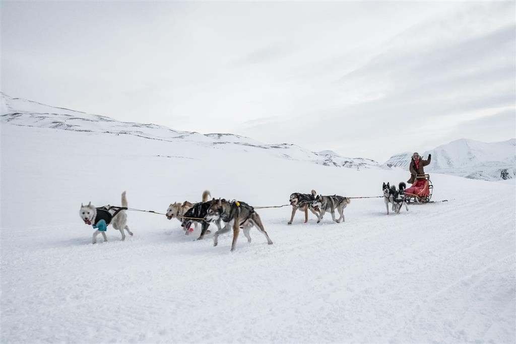 Jedným zo záźitkov v Tromso je možnosť vyskúšať si vedenie psieho záprahu so svorkou huskyov