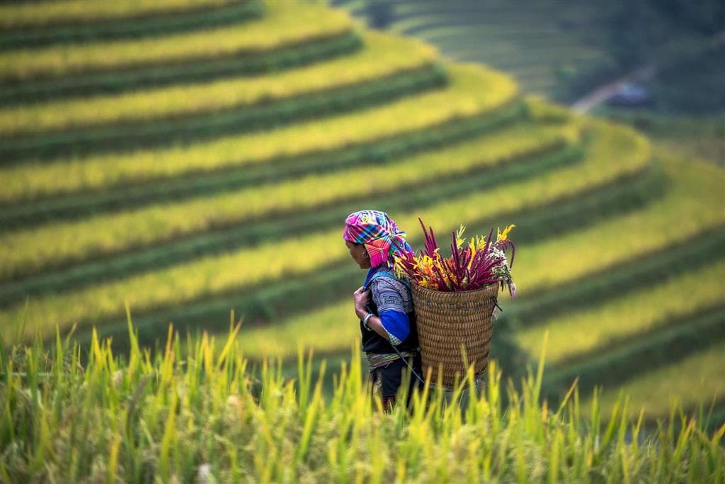 Ikonické ryžové terasy severného Vietnamu