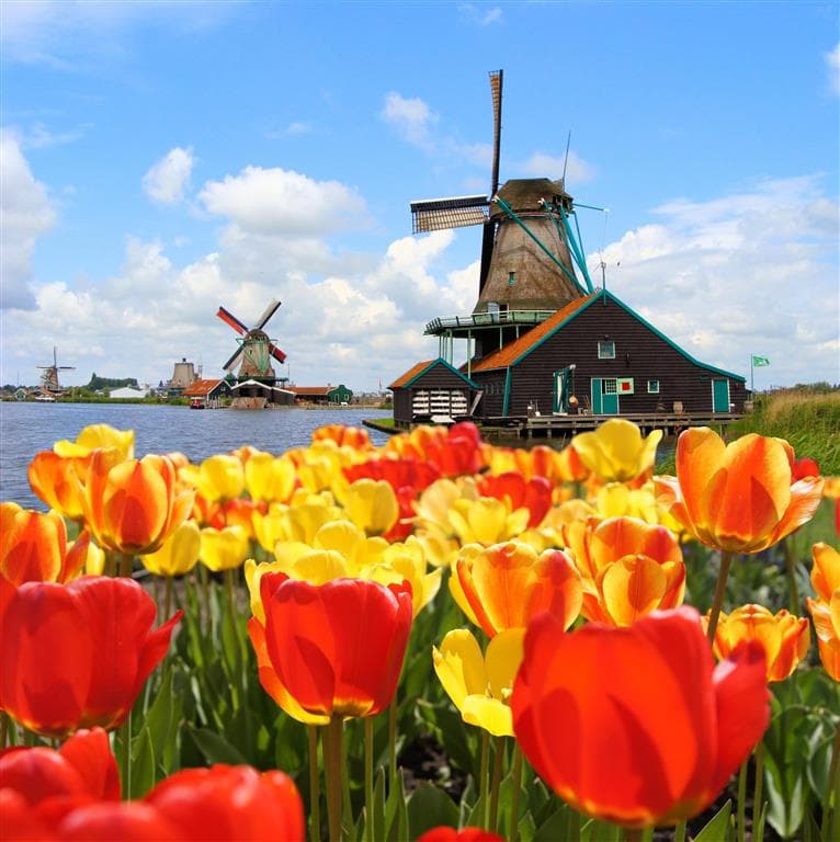 , autobusový poznávací zájazd, Kvetinové Holandsko a Belgicko, Keukenhof, tulipánové polia a veterné mlyny
