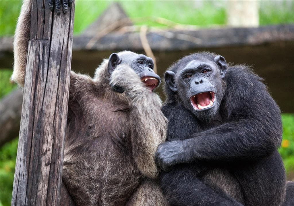 , autobusový poznávací zájazd, Legoland a ZOO Hellabrunn, zoologická záhrada