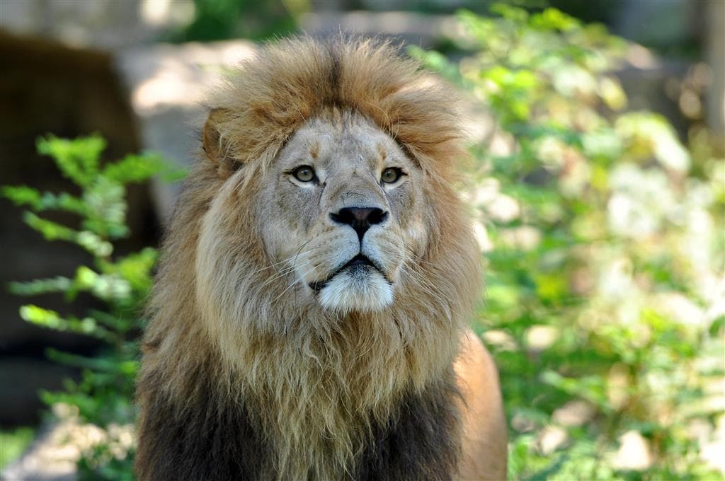 , autobusový poznávací zájazd, Legoland a ZOO Hellabrunn, zoologická záhrada