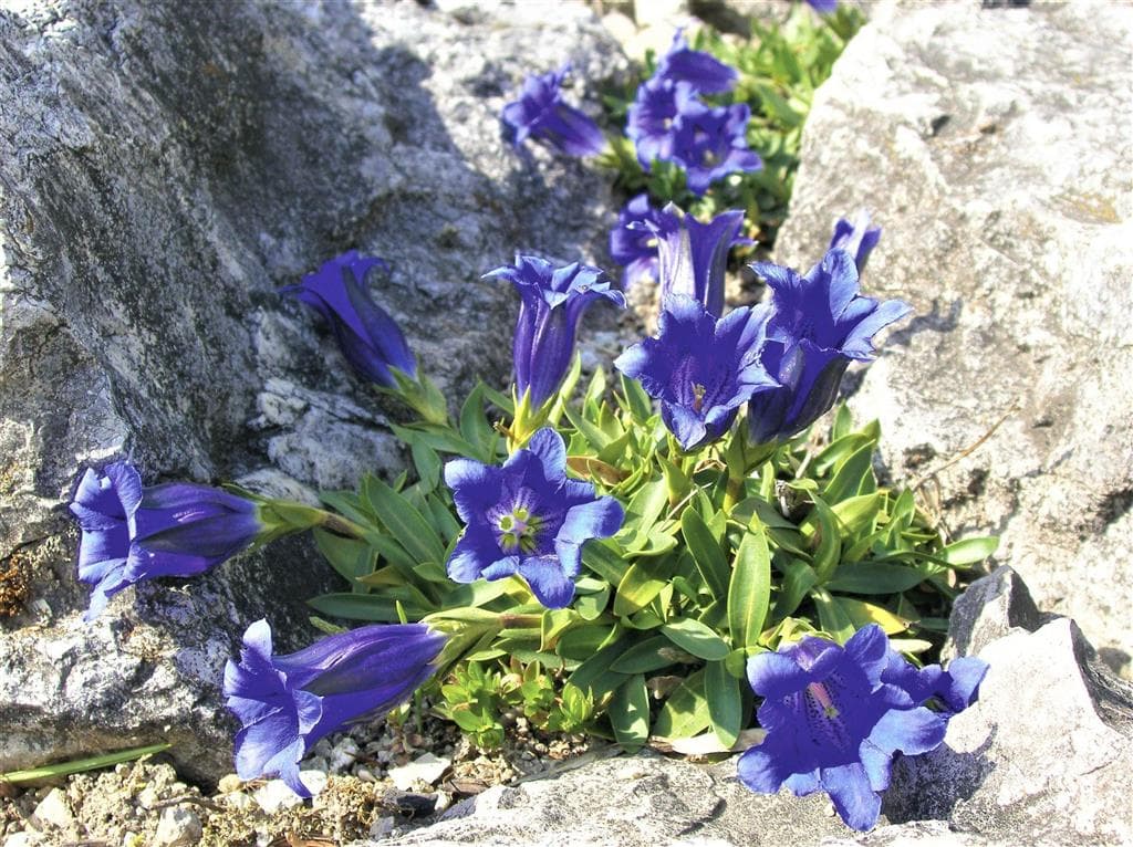 , Autobusový poznávací zájazd, Vysoké Tatry a severný Spiš, horec