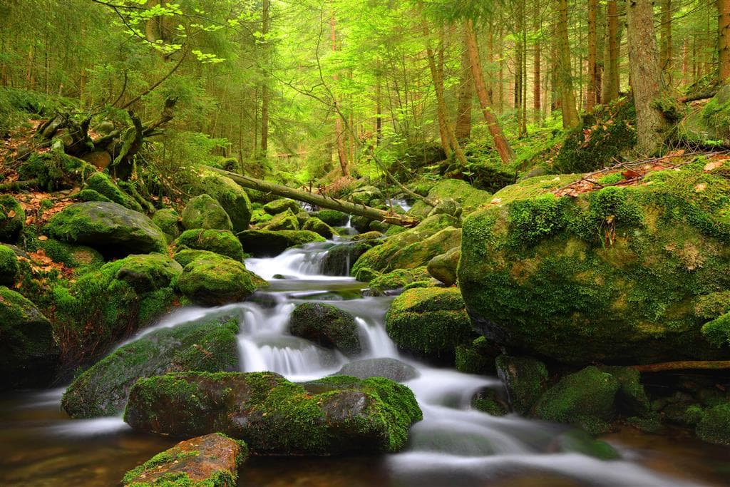 Šumava a Bavorský les
