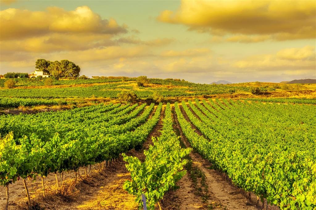 , Letecké poznávacie zájazdy, Španielsko, Barcelona, Girona a Montserrat s kúpaním, vinice