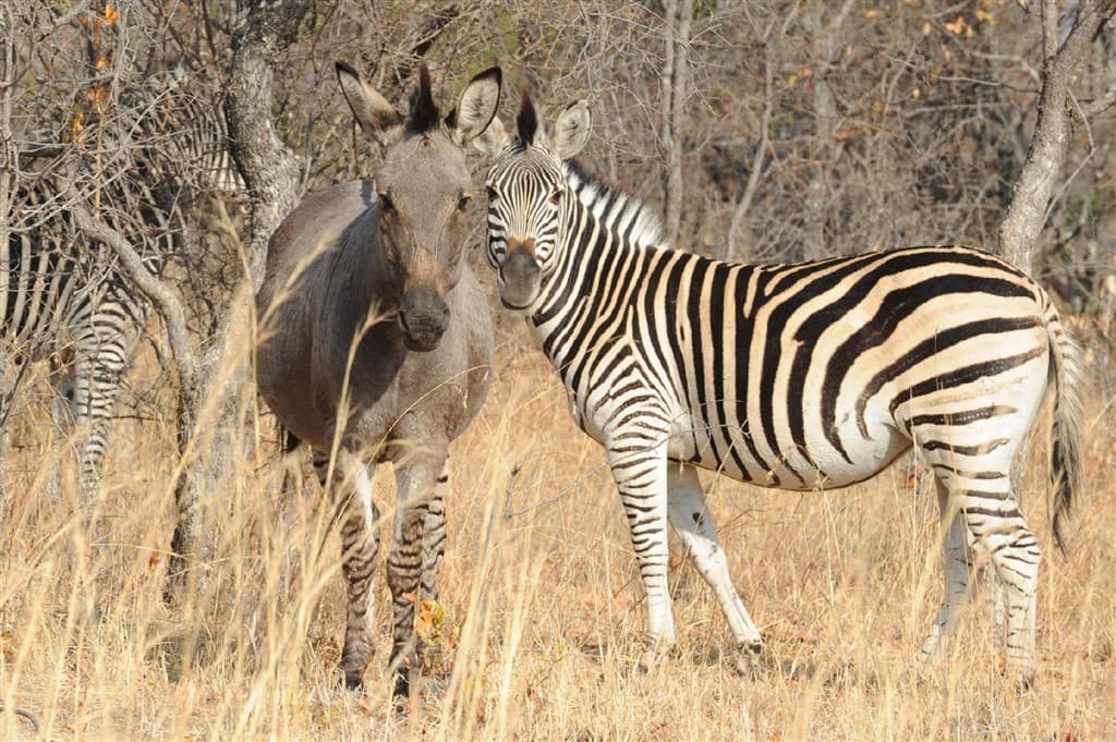 Zimbabwe - po stopách Emila Holuba