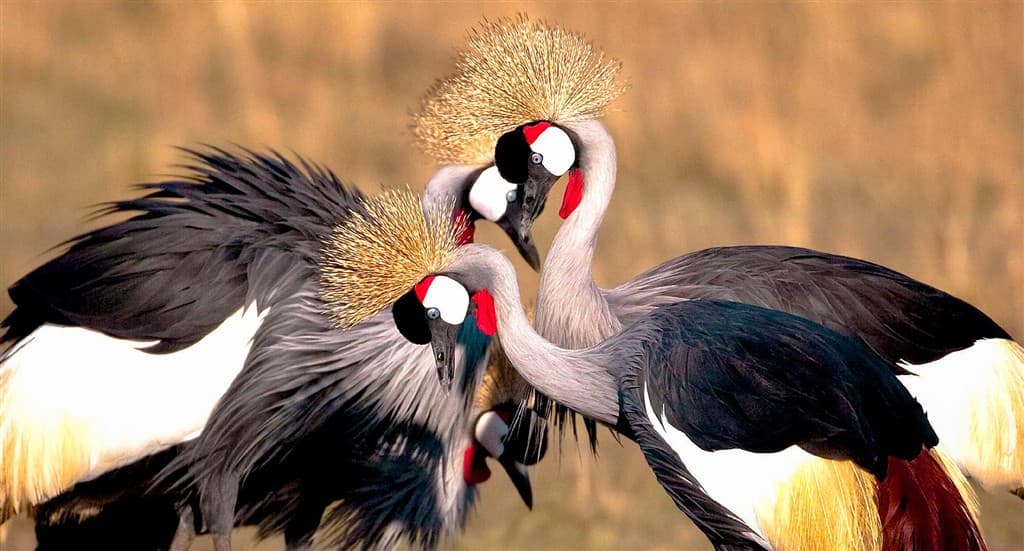 Keňa - z Nairobi do Mombasy národnými parkami
