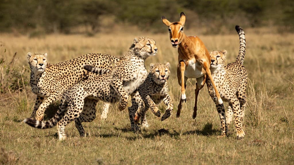 Keňa - z Nairobi do Mombasy národnými parkami