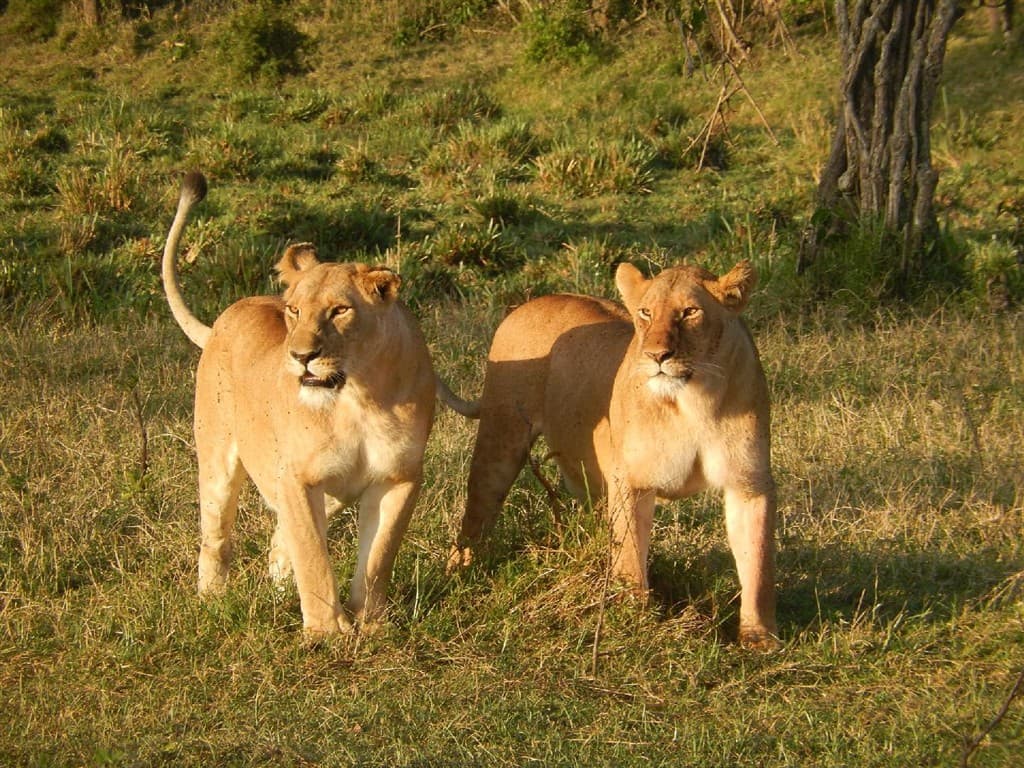 Keňa - z Nairobi do Mombasy národnými parkami