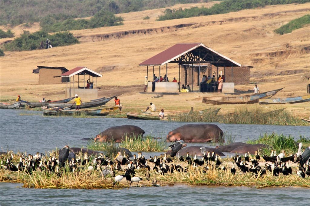 Okruh Ugandou a horské gorily