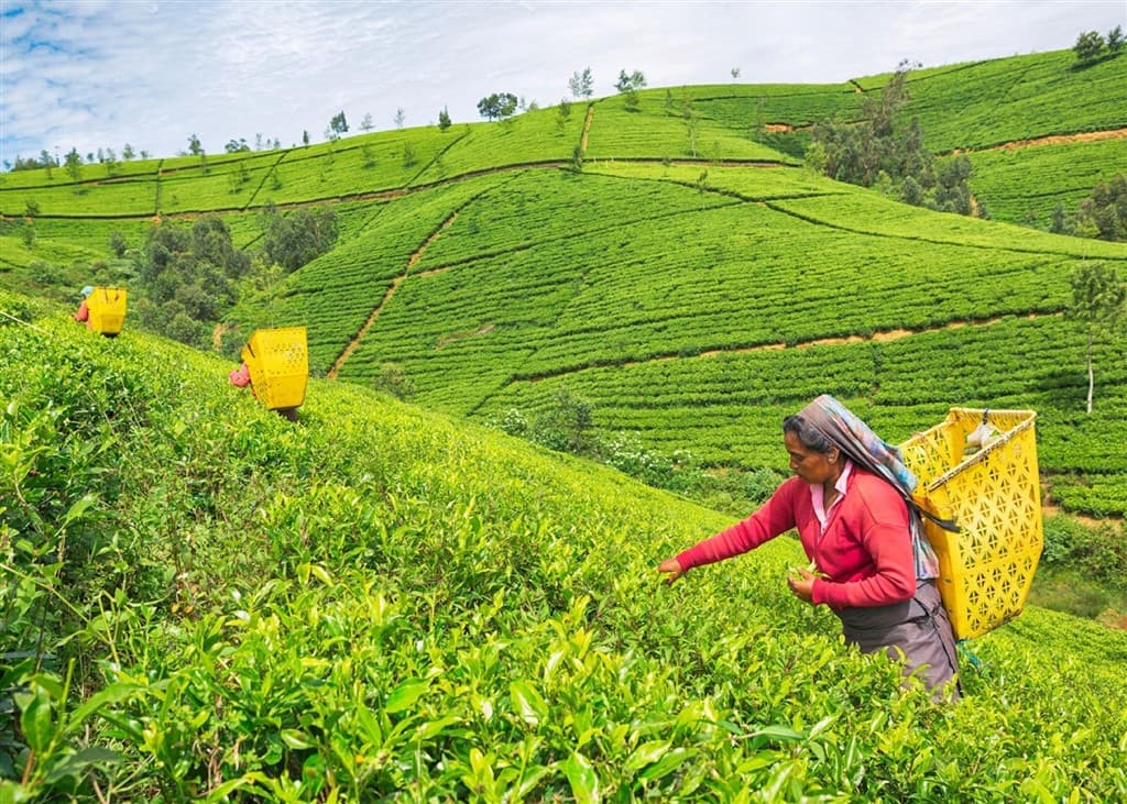 India - Srí Lanka
