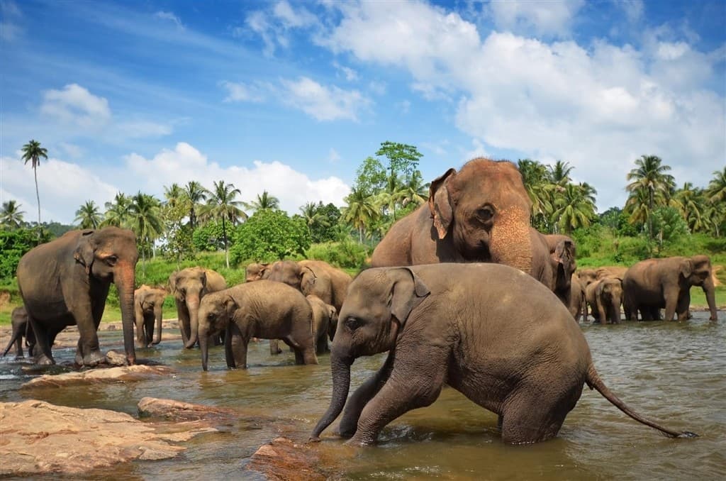 India - Srí Lanka
