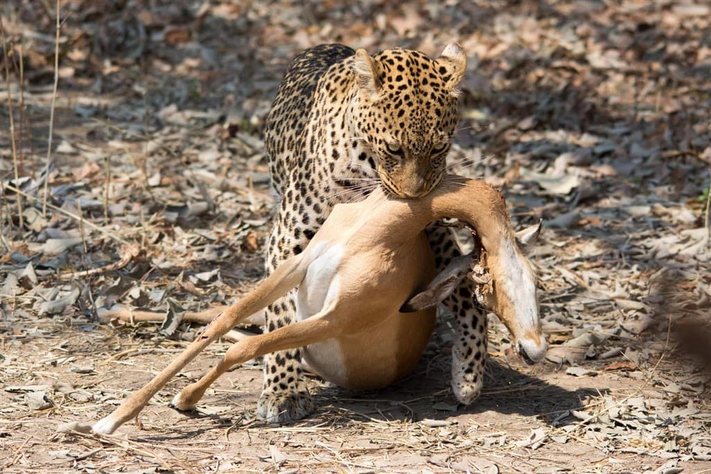 Zambia - Malawi