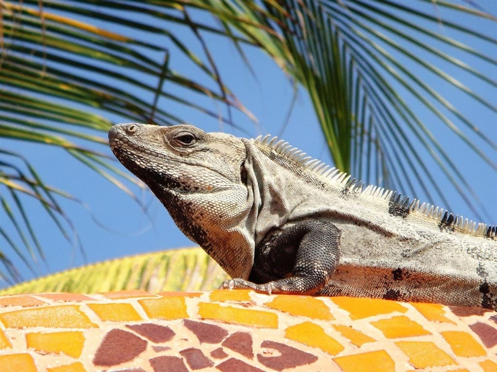 Guatemala - Honduras - Belize - Mexiko