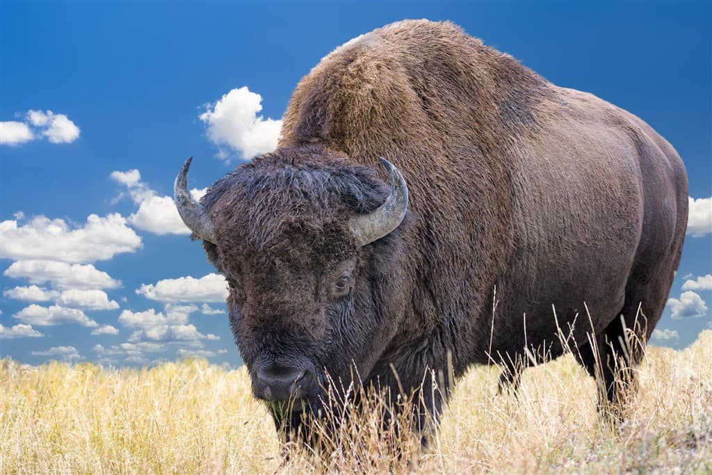 Hor sa do Yellowstonu