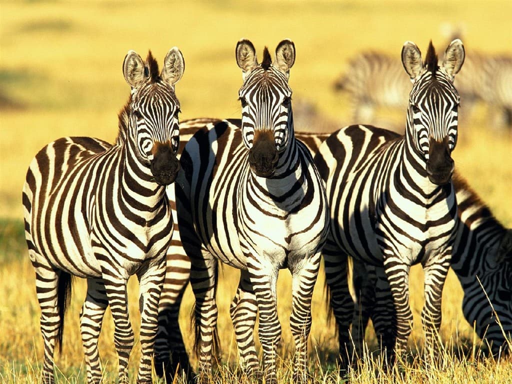 Keňa - Tanzánia - To najlepšie z východnej Afriky