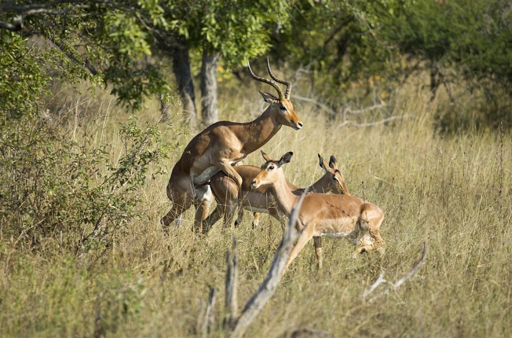 Simbavati Hilltop Lodge ****, Timbavati Game Reserve