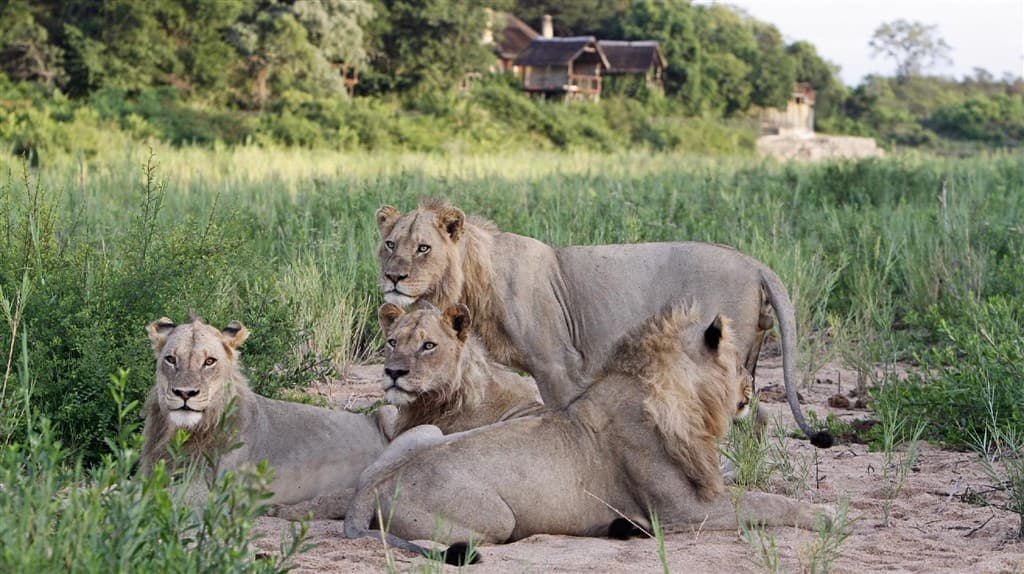 Simbavati Hilltop Lodge ****, Timbavati Game Reserve
