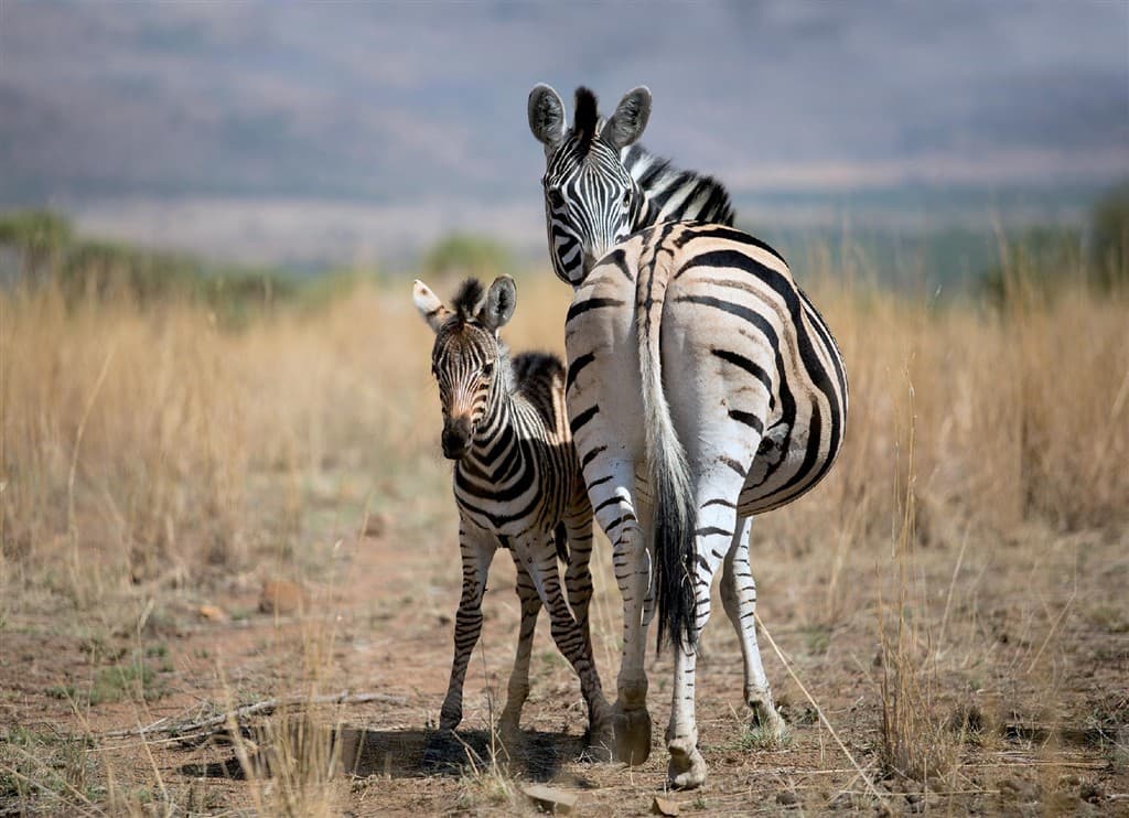 Jock Safari Lodge ****, Kruger National park