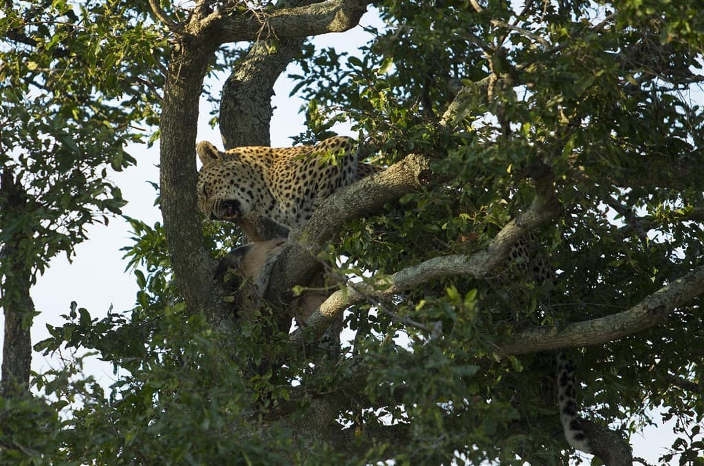 Jock Safari Lodge ****, Kruger National park