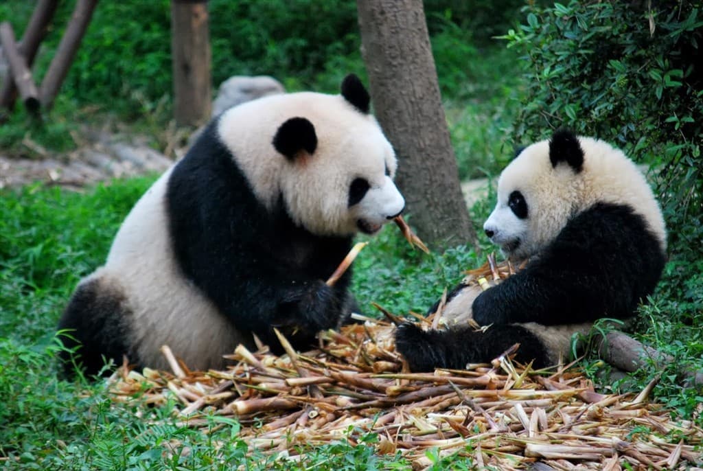 Čína a Tibet v luxusnom balení