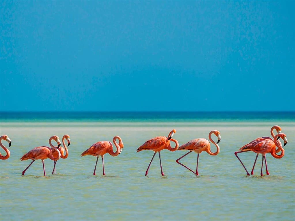 Yucatán & Holbox