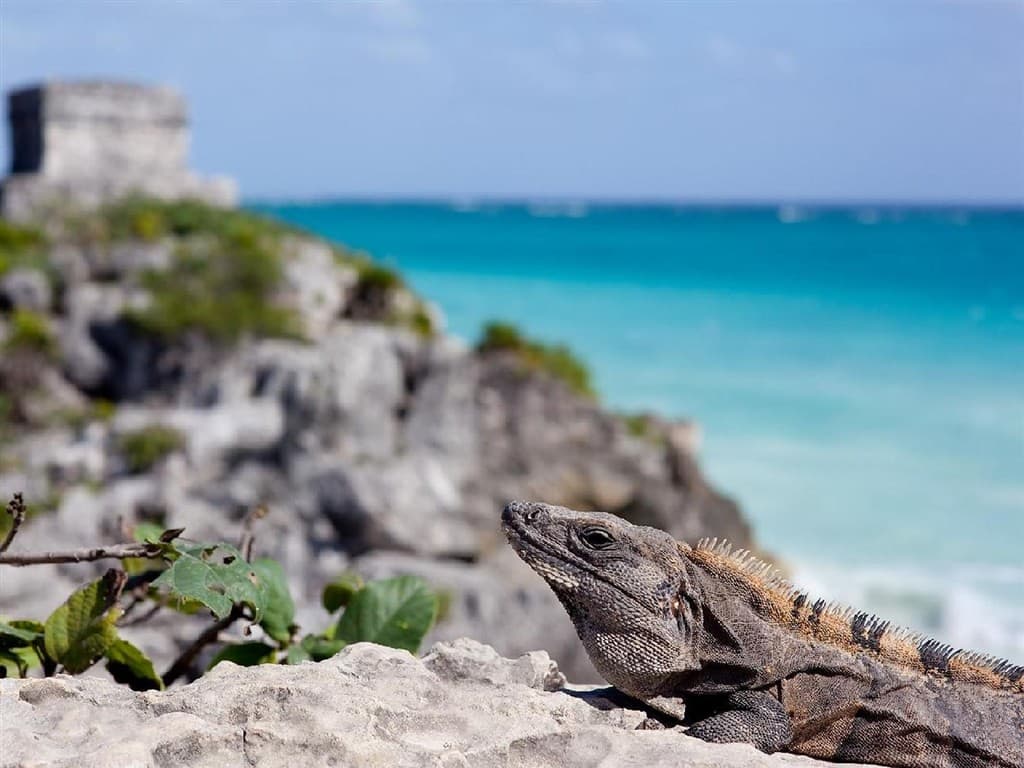 Yucatán & Holbox