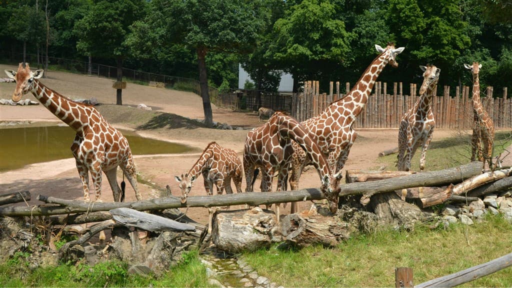 Zájazd do Brna s návštevou ZOO
