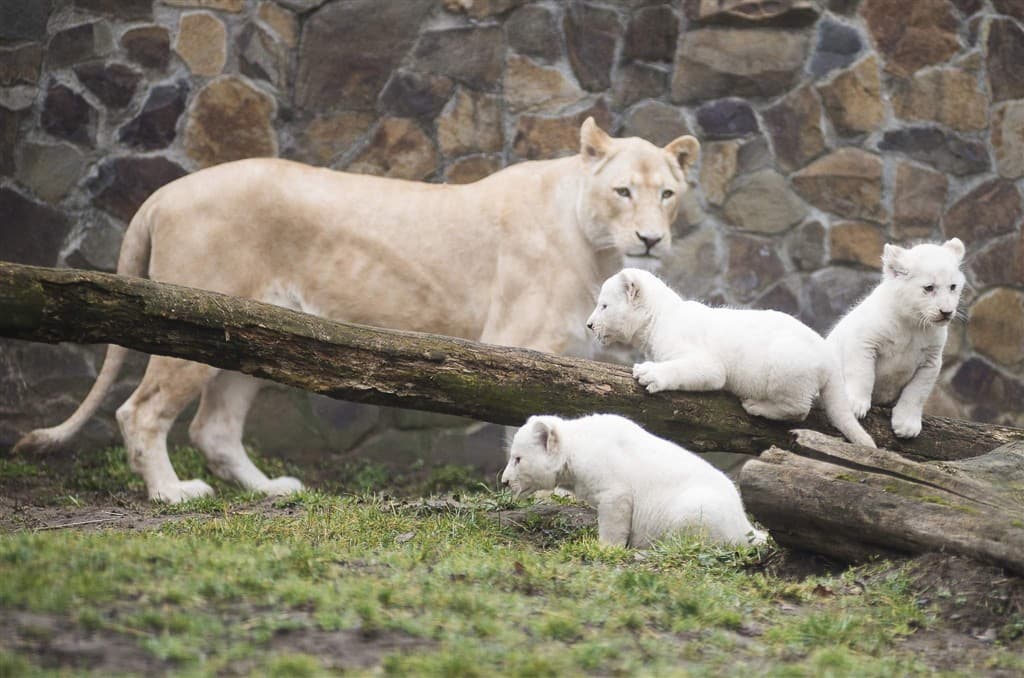 Zájazd do ZOO v Nyiregyháza