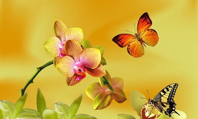 Výstava orchideí Klosterneuburg a kláštor augustiánov